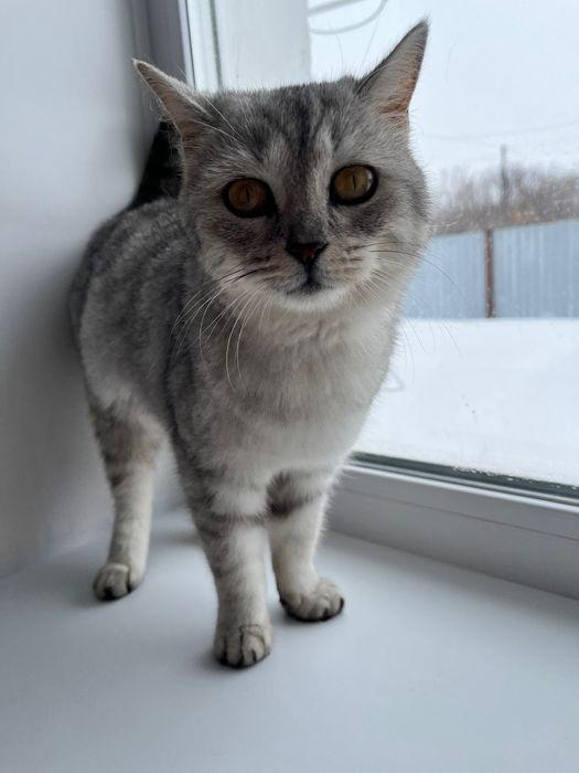 Кошка британка бесплатно