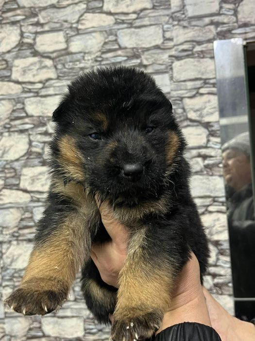 Щенки немецкой овчарки