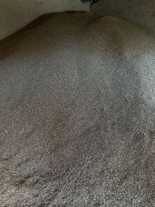 Семена эспарцет высокого сорта