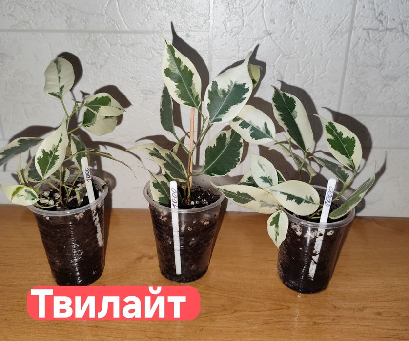 Фикус Бенджамина Твилайт
