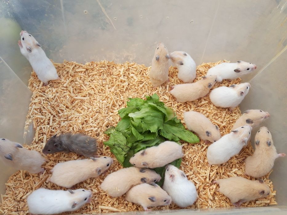 Сирийские хомячки