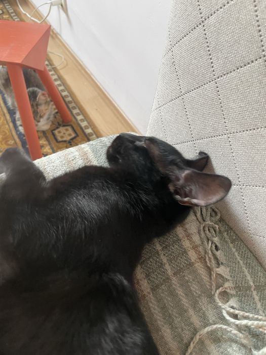 Ofer doi pui negri spre adoptie