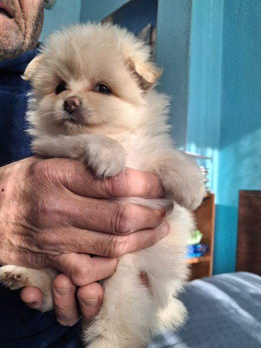 Продавам кученцата   шпиц померан 2 момчета и 1 момиче