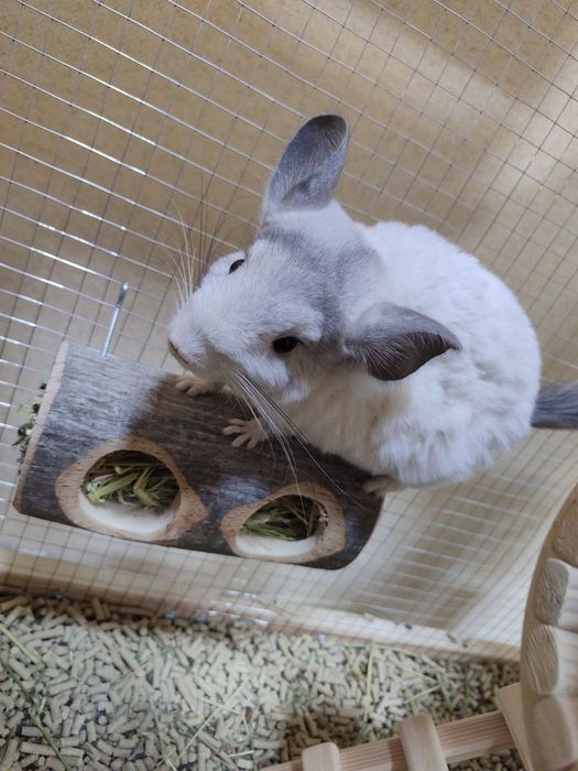 Срочно продам Шиншиллы