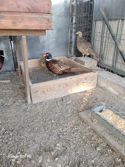 Vând familie de  fazani 2025.