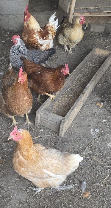 Продам яйца для инкубации