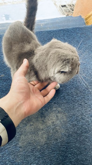 Шотладская вислоухая кошка