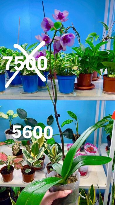Орхидеи по 5600тенге