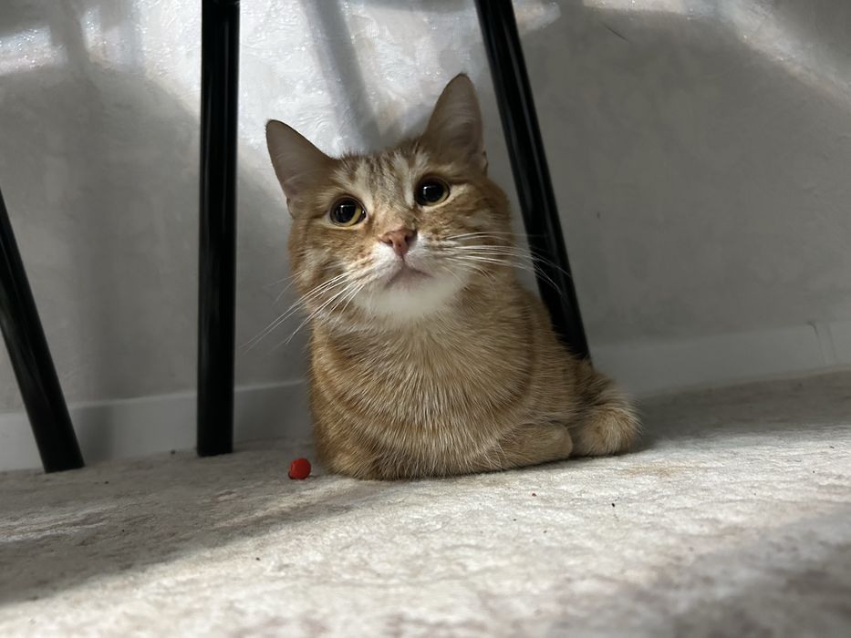 Отдам кота в добрые руки