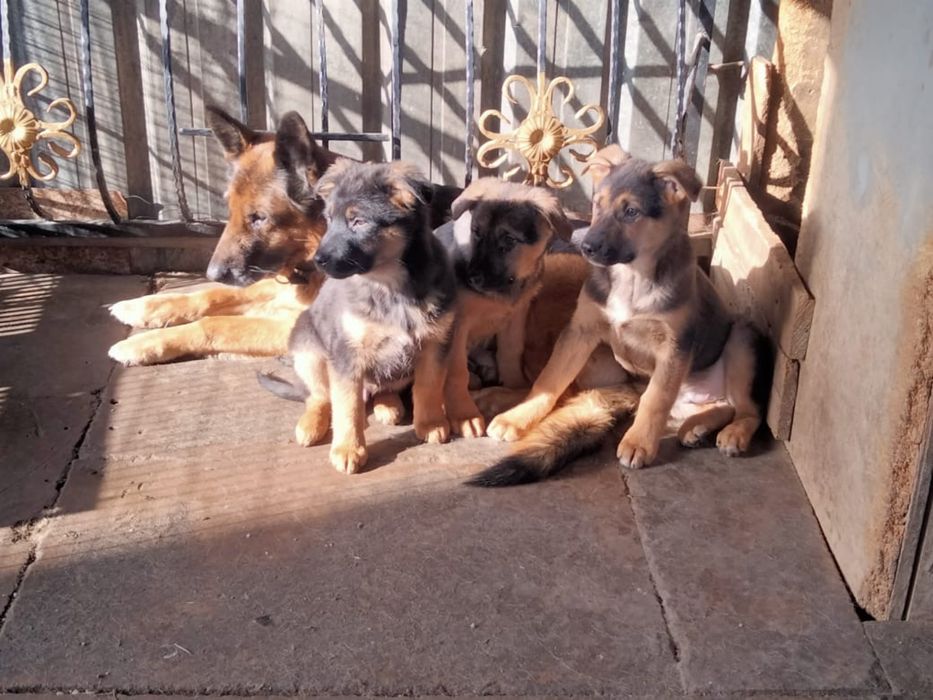 Продам щенки немецкой овчарки