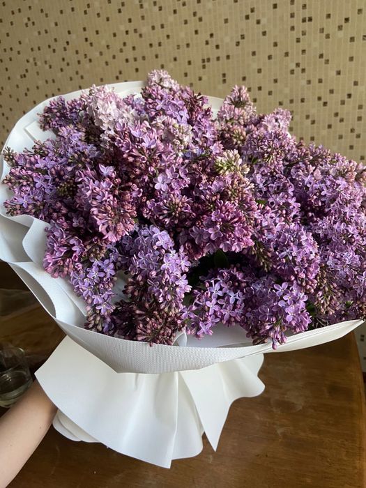 Сирень сирень свежая