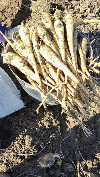 Patrunjel si pastarnac