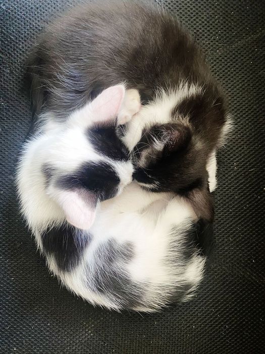 Отдам в добрые руки котёнка