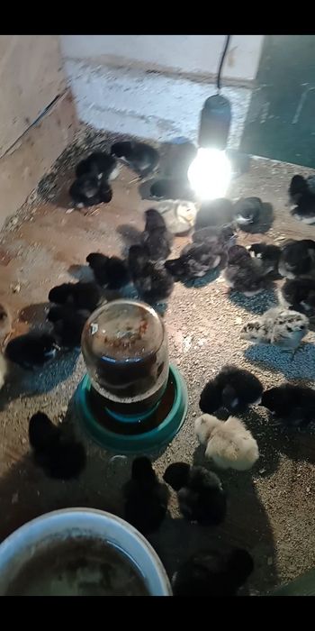 Продаем цыплят Джери+Кучин
