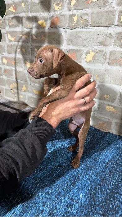 Продам щенков Американского Питбуля