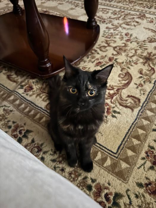 Отдам кошечку 5 месяцев