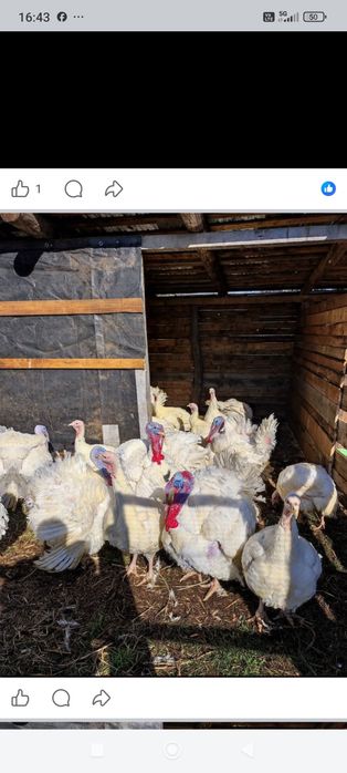 Vând curci și curcani