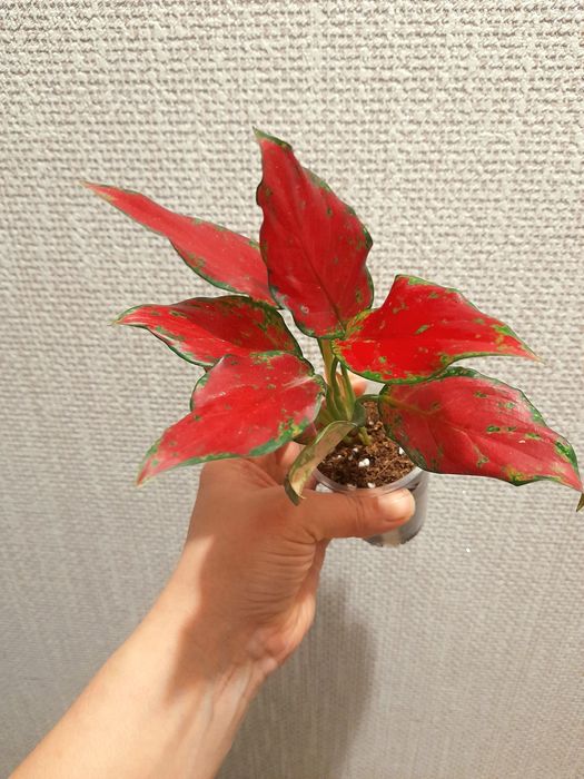 Продам Аглаонему