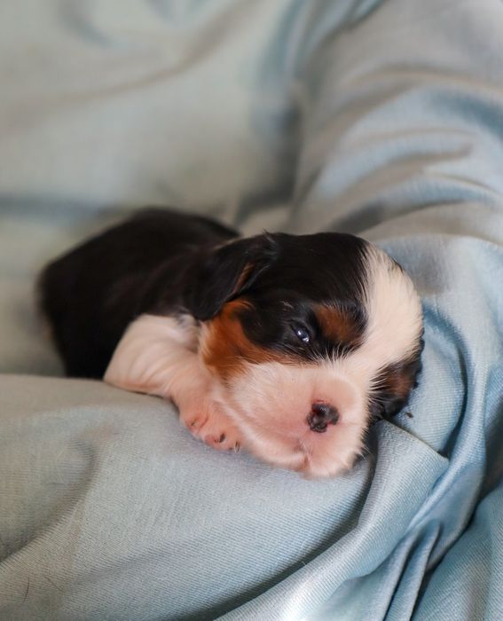 Малыши кавалер кинг чарльз спаниели