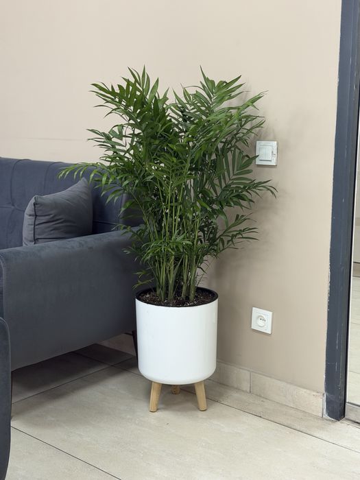 Комнатные цветы с доставкой, Декоративные растения в горшках