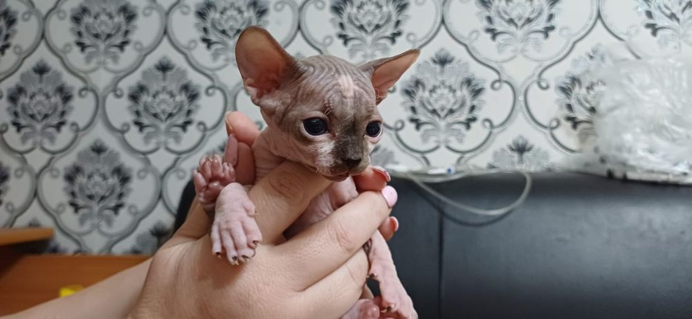 Продам котят породы сфинкс