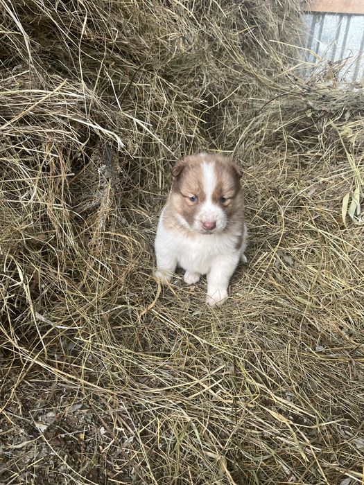Продаю щенков хаски