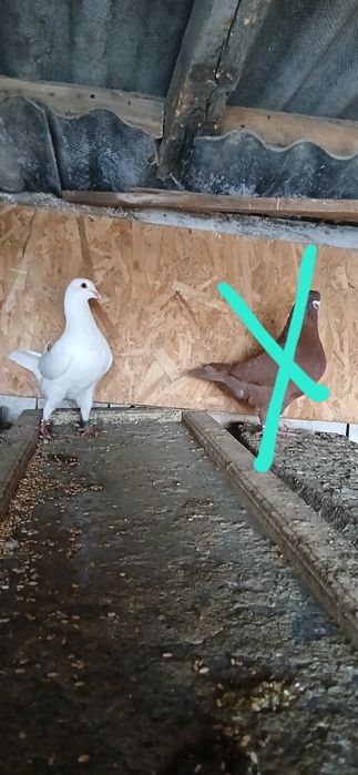 Vand porumbei voiajori