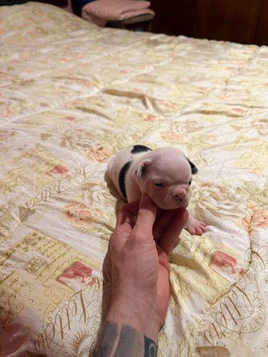 Продавам Френски булдоци