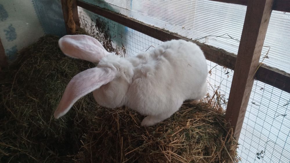 Vind iepuroi Fluture si Uriaș Alb