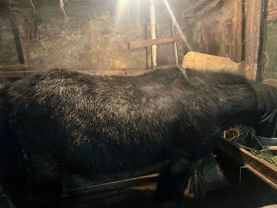 Продается лошадь