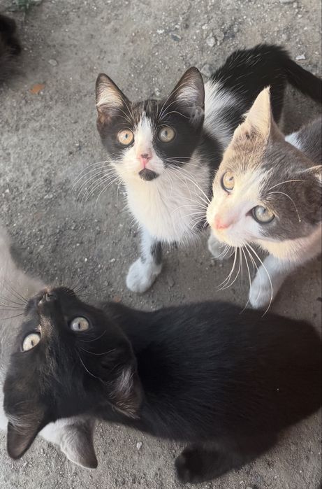 котенки отдам даром