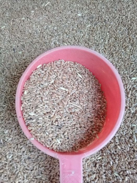 Продам пшеницу, лен, ячмень,комбикорм