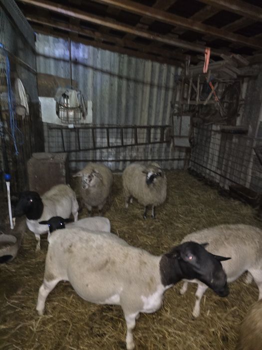 Mielute bune de prasila, tinere si cu potential.