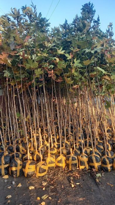 Декоративные дерево