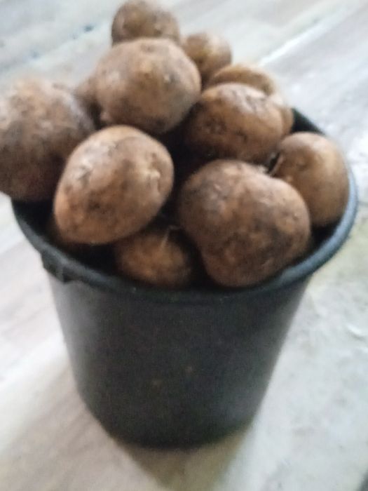 Продам картошку идовую