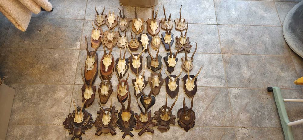 Vand trofee+coarne carpatin,lopatar,caprior,capra neagra,berbec.8 poze