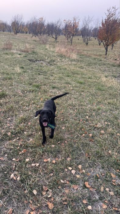 Дратхаар рабочи по перу