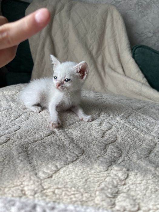 Котенок ищет дом