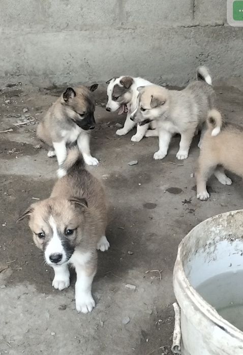 ЗСЛ лайка күшік сатылады