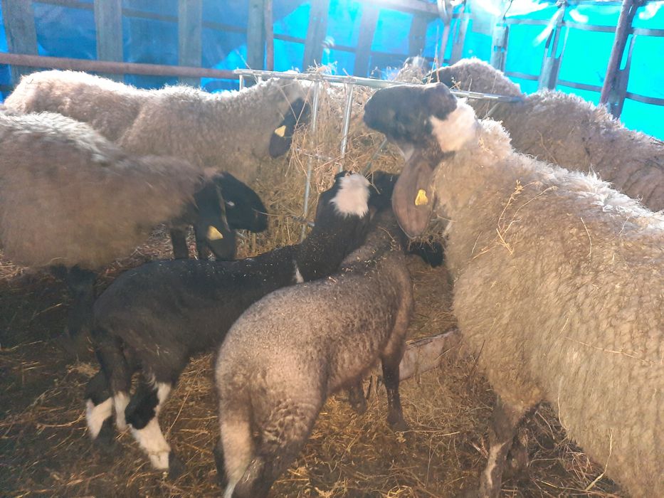 Carabase sârbești  se vând doar toate