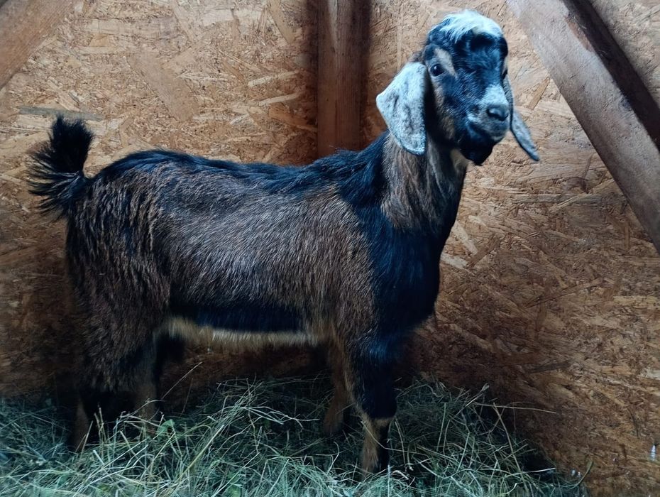 Vand iezi  cu varsta de 4, 5 luni