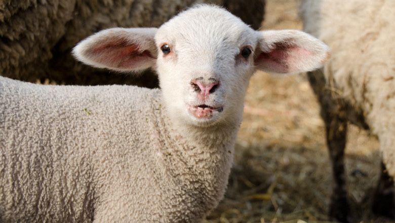 Домашни Селски АГНЕТА