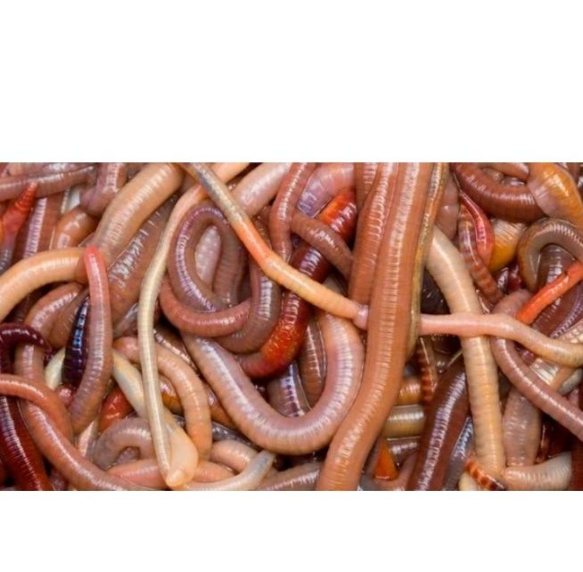 Червяк для рыбалки