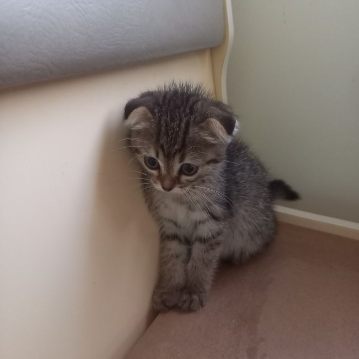 Вислоухий котёнок 1,5мес девочка