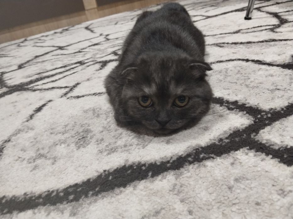 Pisoias Scottish fold