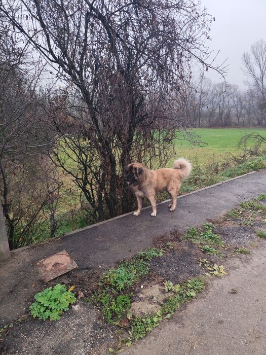 Mascul Ciobanesc caucazian accept și schimb cu alte animale de fermă.