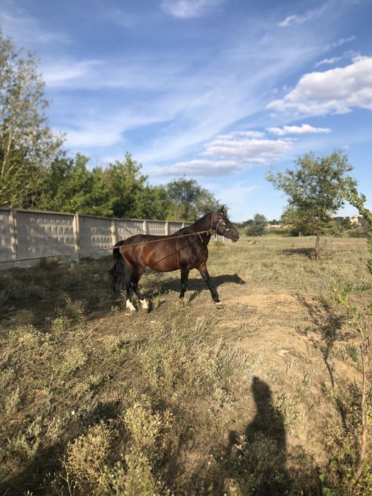 Продаём Жеребца!!!