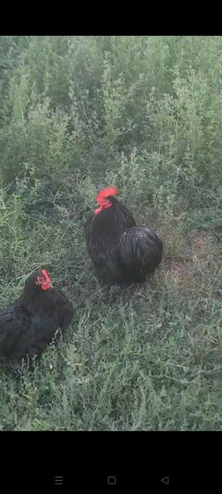 Choynak yapon toza zot Xo'roz va 2 tovuq sotiladi