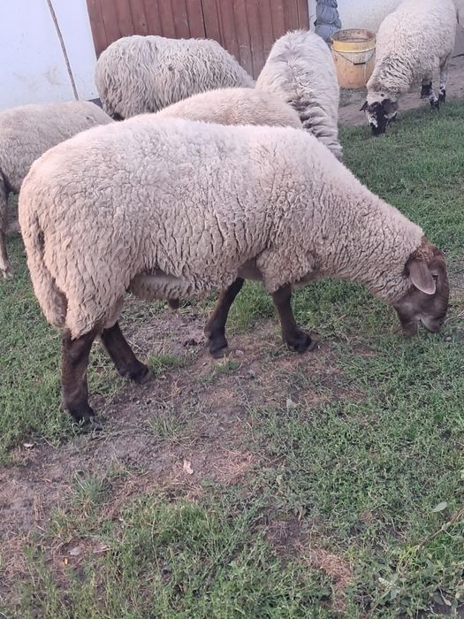 Vand oi și un berbec