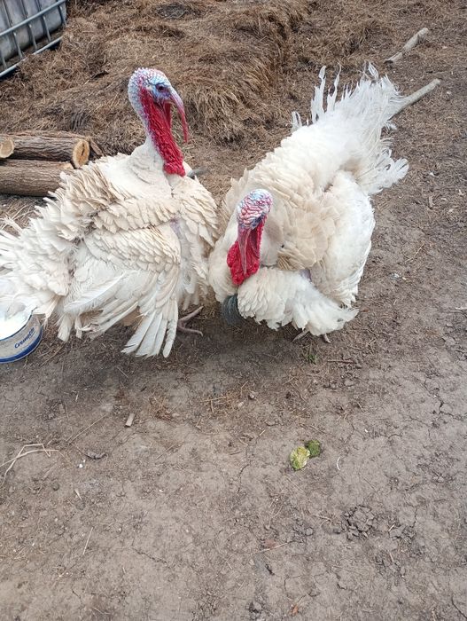 Vând curcani de carne